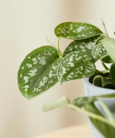 Rastlina Silver Pothos