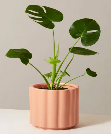 verf in blush planter