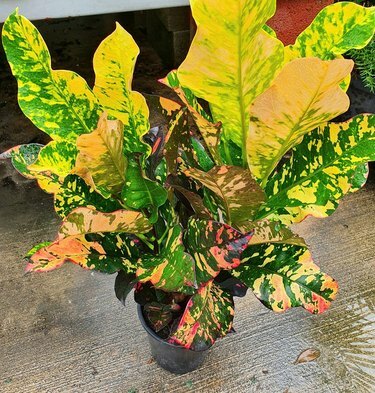 „Croton Magnificent“ augalas