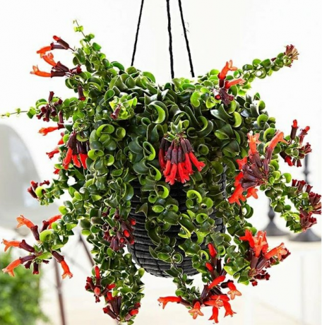 Planta de batom encaracolado