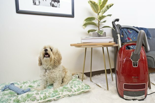 limpeza após o seu animal de estimação