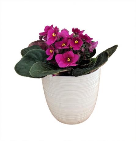 African Violet Plant in witte plantenbak van Walmart