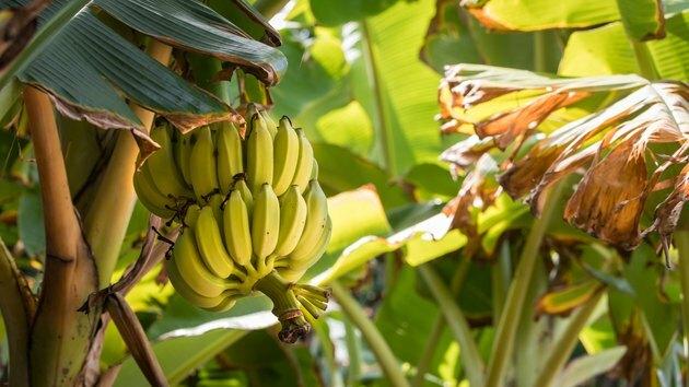 Banaanit kasveilla