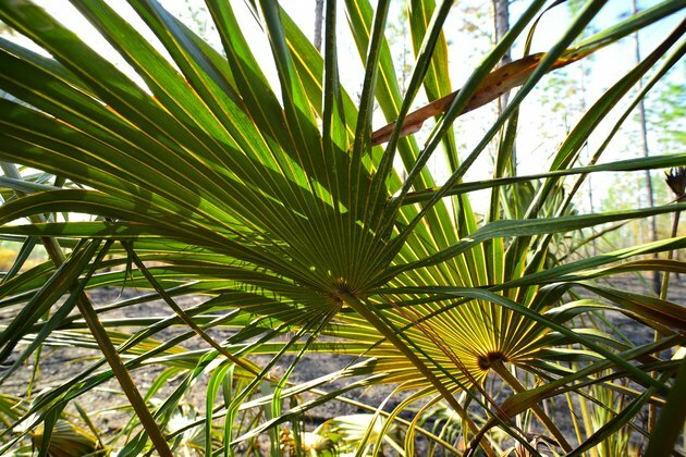 Baggrundsbelyst palmetto fronds i foreskrevet brændstofområde