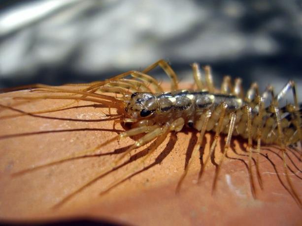 Scutigera coleoptrata