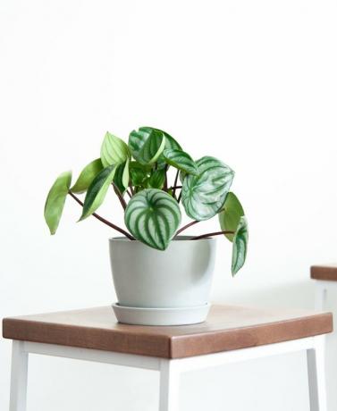 Planta de melancia