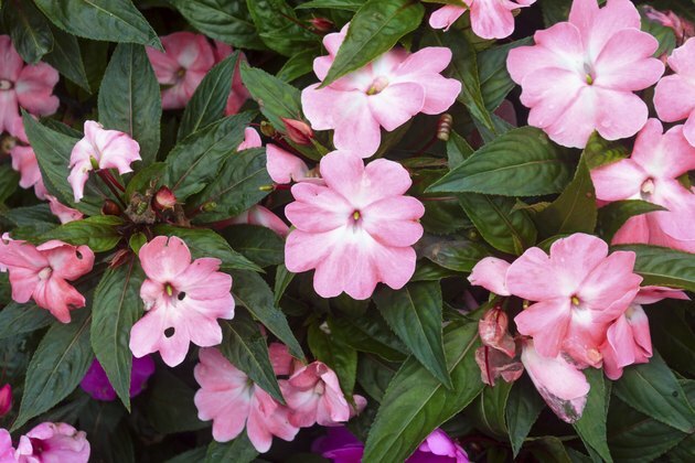 Ny Guinea Impatiens-blomst