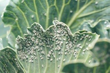 Whitefly Aleyrodes proletella parassita agricola su foglia di cavolo