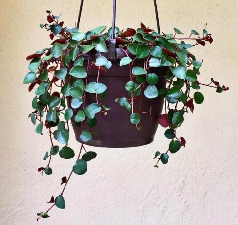 Cupido Peperomia