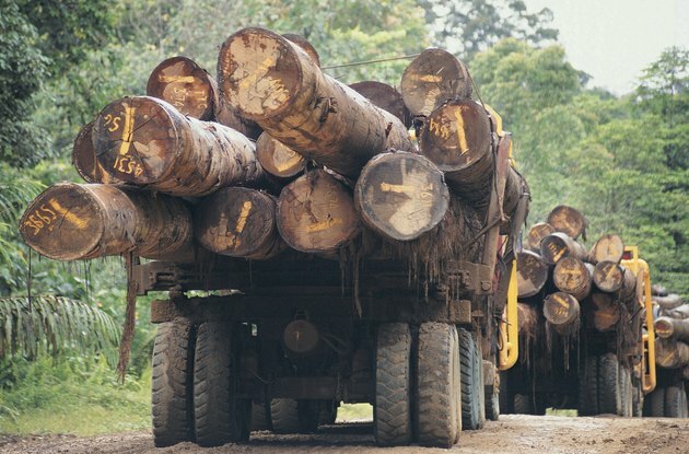 Rönköket szállító tehergépjárművek a Sabahs fő fakitermelési pályán, a borneói Kalimantan határ közelében