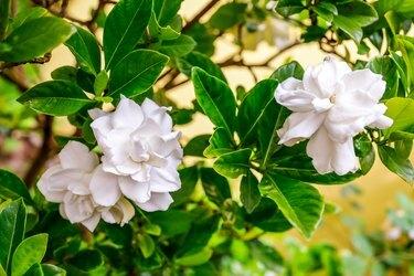 Nærbillede af hvide gardenias