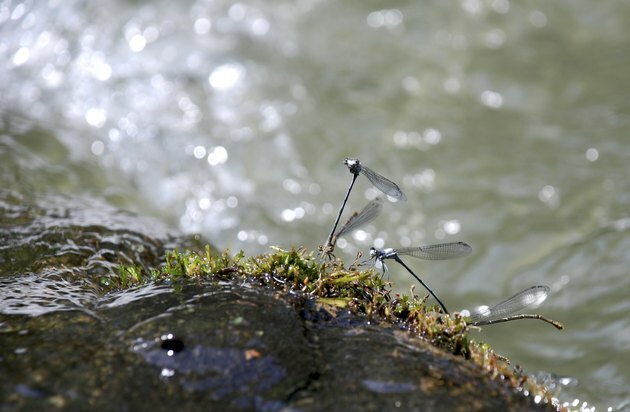 Dragonflies in a River