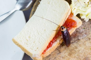 O problema da casa por causa das baratas que moram na cozinha. Barata comendo pão integral em fundo branco (fundo isolado). As baratas são portadoras da doença.