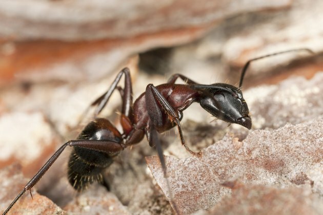 "Foto macro, de, um, formiga carpinteiro, camponotus herculeanus"