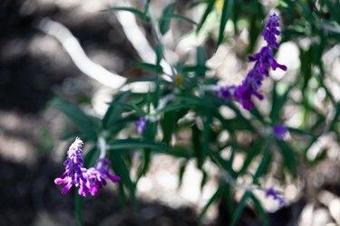 Salviakasvi, jossa violetit kukat