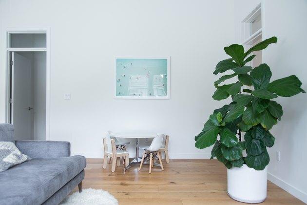 Fiddle-Leaf Vijgenboom