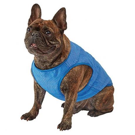 hond die blauw koelvest draagt