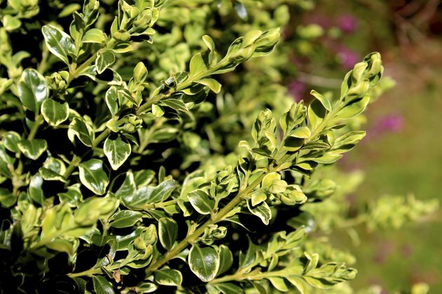 Bilde av spraglet buksbom / boksbusk (Buxus Sempervirens 'Variegata')