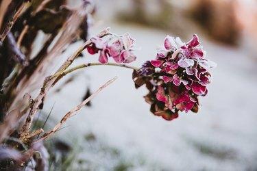 Hortensia blomsterhode rosa farget dekket med iskrystaller. Frost hage om morgenen.