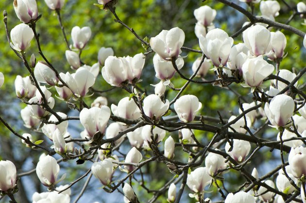 Magnolia înflorește