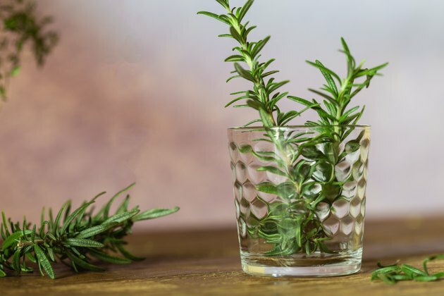 Rozmarin - plantă proaspătă pentru ceai, băutură sau prepararea mâncării delicioase.