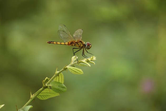 Dragonfly i den botaniske hagen.