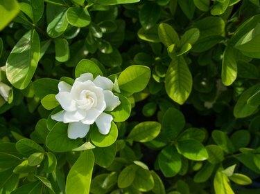 Den store Gardenia-blomst