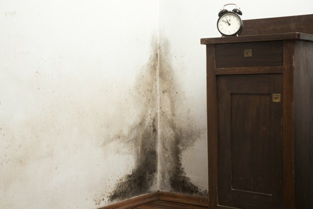 Svart mold på en våt vegg