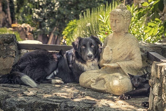 Collie perro y gato descansando sobre una estatua de Buda