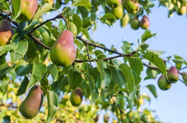 Pera en el árbol