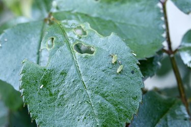 Primo piano su una rosa attaccata da afidi