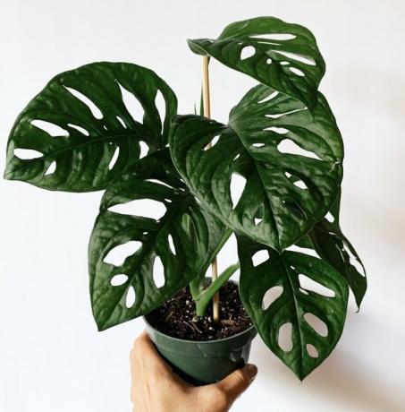 Monstera Adansonii, planta de queijo suíço