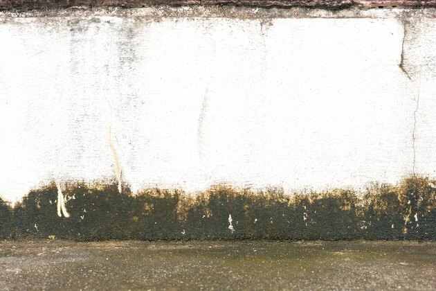 Белая стена с плесенью.