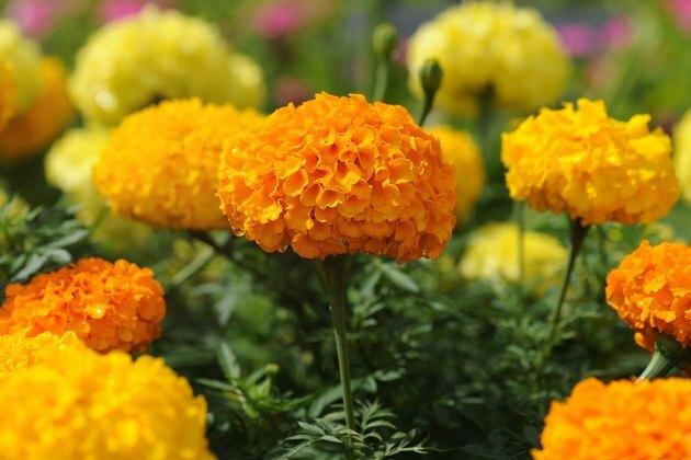 Marigoldblomster i hagen