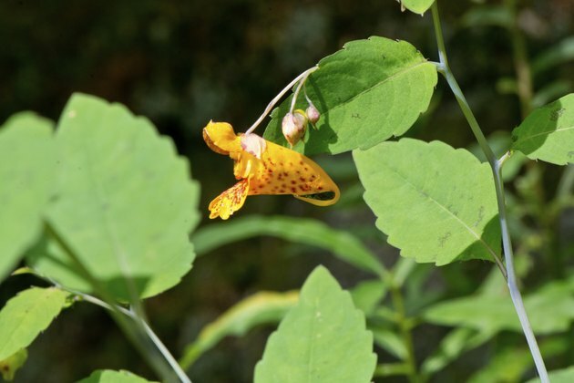 Denna sidovy av en juvel ogräs eller touch-me-not (Impatiens capensis) -blomma visar de typiska bladen såväl som blomman.