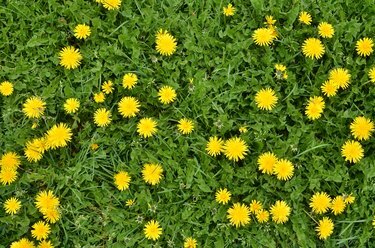 Yeşil çimenlerin arasında çiçek açan karahindiba çiçekleri