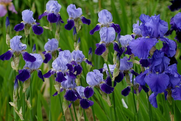 iris i blått
