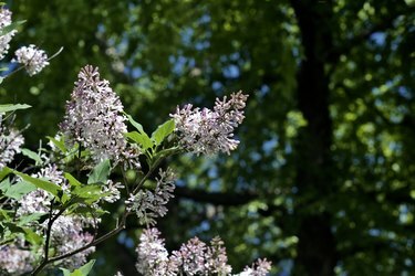 Makrosikt av senblommande koreanska (fröken Kim) syrener med vita och rosa färgblomningar