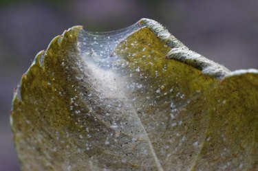 Edderkoppmiddkoloni, Tetranychus. Roseblad dekket med mikroskopisk spindel av edderkoppmiddkoloni