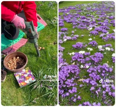 screenshot di video tiktok: utilizzo di un trapano per piantare bulbi di croco e un prato di fiori di croco