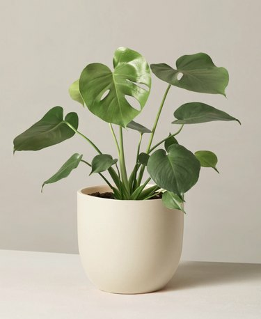 Monstera Deliciosa -kasvi kermakylvökoneessa