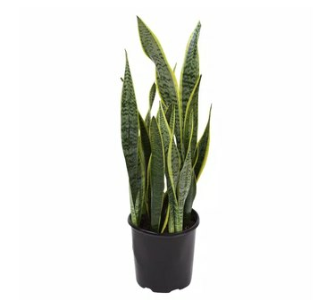 Plantas Home Depot