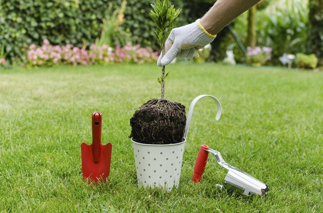 Boom planten in bloeiende tuin