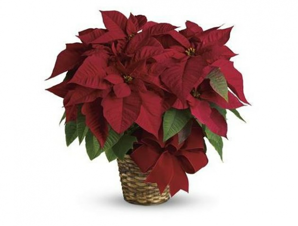 Poinsettia Plant