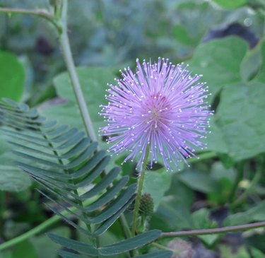 Mimosa Pudica -kasvi