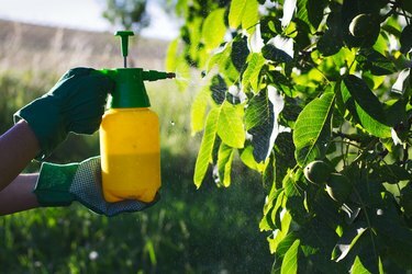 Pesticīdu lietošana pret valriekstu koka kaitēkļiem