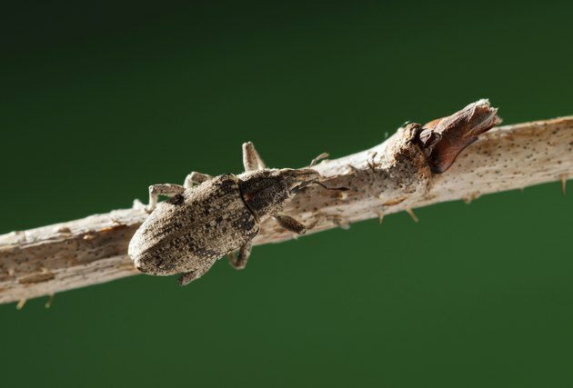 weevil bille på kvist