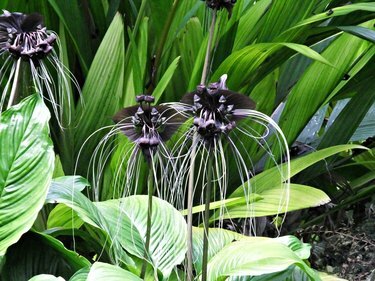 Uzun bıyıklı Kara Yarasa Çiçeği (Tacca chantrieri)