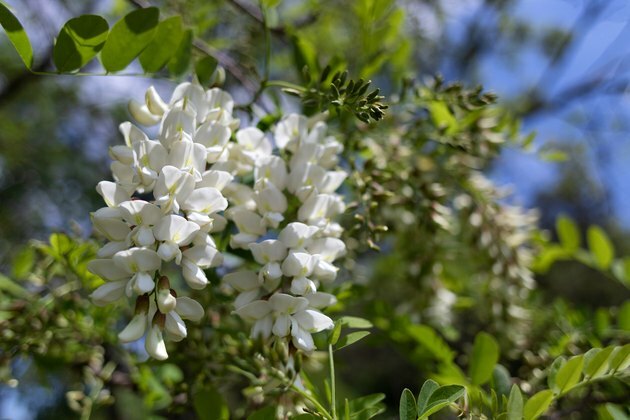 Sort Locust blomster