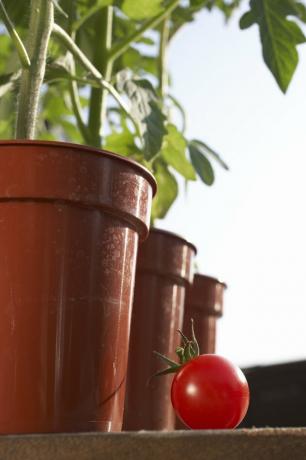 Pomidorai prie pomidorų augalų, augančių gėlių vazonuose, iš arti